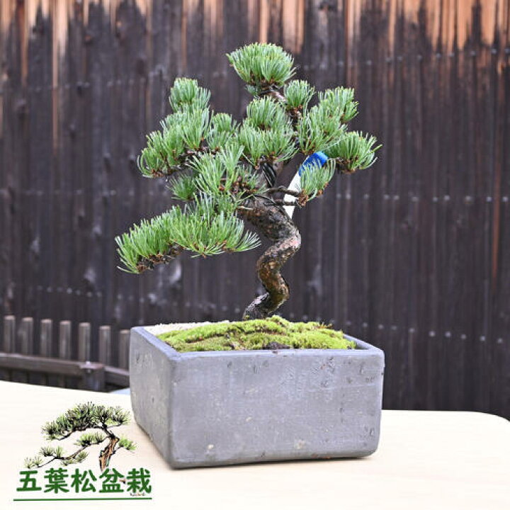 楽天市場】現品 2025年10月16日撮影 五葉松盆栽 本格 五葉松 盆栽 縁起 