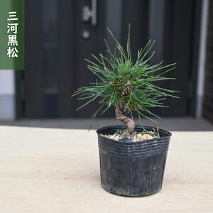 �O�͍��� �|�b�g�c ����