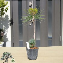 楽天市場】八 房 五葉松の通販
