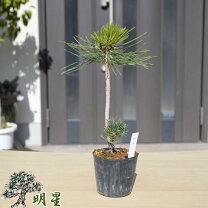 楽天市場】五葉松 庭木（花・ガーデン・DIY）の通販