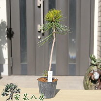 楽天市場】八房五葉松の通販