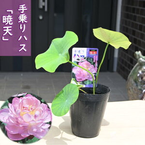 2025N7ȍ~̔@nX œV @@|bgc@nX@qnX