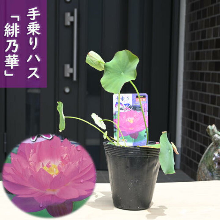 楽天市場】2026年7月以降の発送 手乗りハス 緋乃華 ポット苗 蓮 ハス 