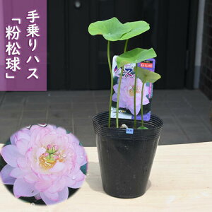 2025N7ȍ~̔@nX  |bgc@@@nX@qnX