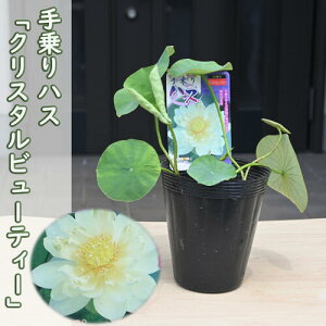 2025N7蔭@nX NX^r[eB[ |bgc@@@nX@qnX