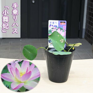 2025N7蔭@nX  |bgc@@@nX@qnX