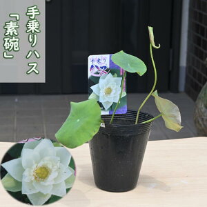 2025N7ȍ~̔@nX fq |bgc@@@nX@qnX