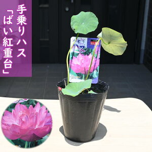 2025N7ȍ~̔@nX ΂gd |bgc@@@nX@qnX