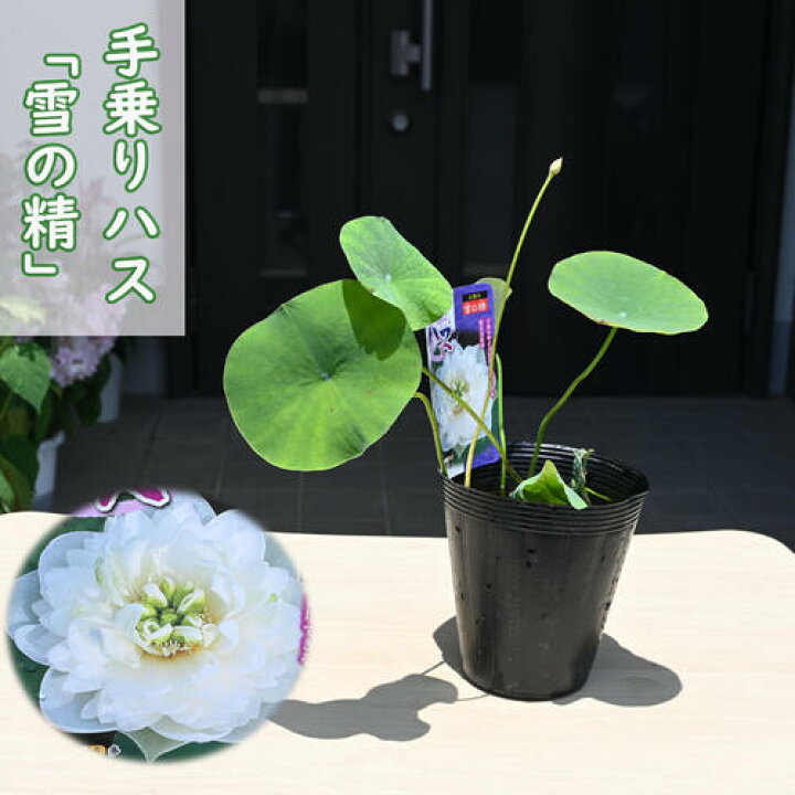 楽天市場】【予約販売 7月より順次発送予定】手乗りハス 雪の精 
