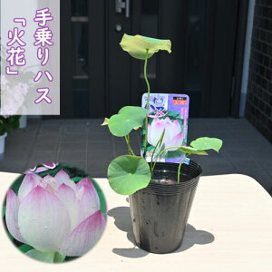 2025N7ȍ~̔@nX Ή |bgc@@@nX@qnX