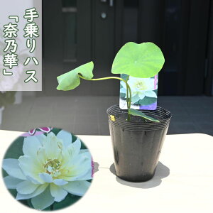 2025N7ȍ~̔@nX ޔT |bgc@@@nX@qnX