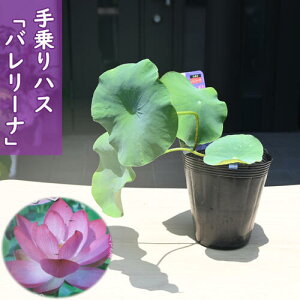 2025N7ȍ~̔@nX o[i |bgc@@@nX@qnX