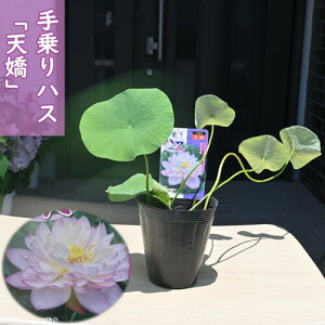 2025N7蔭@nX Vg |bgc@@@nX@qnX