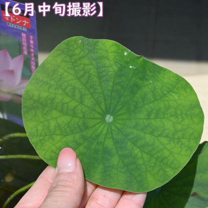 楽天市場】2026年7月以降のお届けとなります。手乗りハス マドンナ 