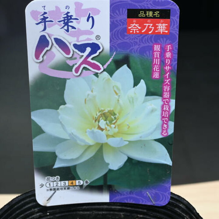 楽天市場】2026年7月以降の発送 手乗りハス 奈乃華 ポット苗 蓮 ハス 