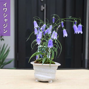 イワシャジン 盆栽 鉢植え 山野草 多年草 イワツリガネソウ 岩沙参