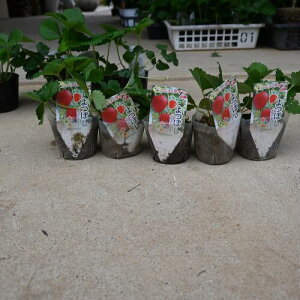 2025NĂlC`S5cłx_͔|`WĂ悤C`Sc5c ڂ5Zbg  ڂ䕕c