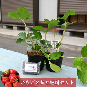 C`S2c C`S엿Zbg  ͕P͂ڂ