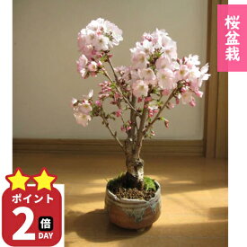 桜のお花見を母の日プレゼントに5月に桜のお花見を笑顔の花咲く2026年5月中頃に咲く桜をお誕生日プレゼントに御殿場桜さくら母の日プレゼントにもおすすめ自宅でサクラのお花見母の日ギフトに自宅で身近にお花見を楽しむ桜の盆栽