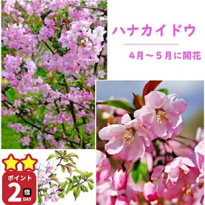 niJChEAłĂ鎖ł܂ 2025N Aɂߊ̂Ƃڂؕc3NyԊCc zniJChEc