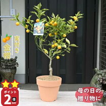 楽天市場】金柑鉢植えの通販