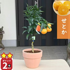 yII}\Ԓ@yV|Cg2{IIz߂炵݂񂪐Hׂ܂Ƃt@󏭂݂t݂̎Ă܂Bʎ ƂA ݂ 