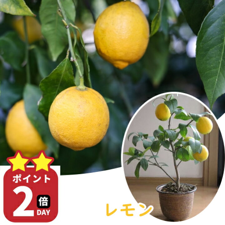 楽天市場】【！！お買い物マラソン期間中 楽天ポイント2倍！！】2025年 