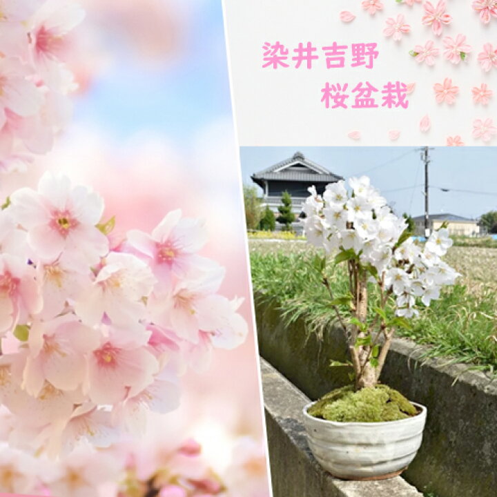 楽天市場】ギフト育てる楽しみお花見桜染井吉野桜で自宅で楽しむお花見 