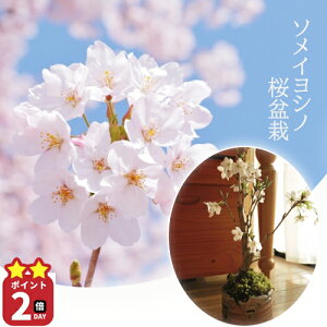 yII}\Ԓ@yV|Cg2{IIz2025N3Jԗ\莩łԌy~͐g~͋g~͐Mył̂Ԍ{̖Ԑg 