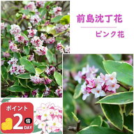 プレゼントに 香り楽しむ沈丁花 2027年3月～4月に開花 おすすめの斑入り沈丁花前島沈丁花斑入りのお花の…