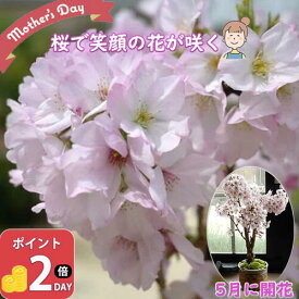 2025年5月中頃に桜のお花見を楽しむ 母の日 サクラのお花見を お誕生日ギフトプレゼントに 笑顔をの花咲く自宅でサクラのお花見 さくら 花 自宅でお花見を楽しむ御殿場桜盆栽で自宅でお花見桜盆栽お買い物マラソン期間中楽天ポイント2倍