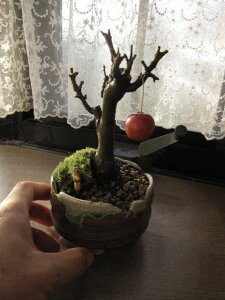 お誕生日の贈り物に 姫りんご  鉢植え  ギフト 盆栽ミニ盆栽