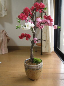 花 桃 鉢植えの人気商品 通販 価格比較 価格 Com