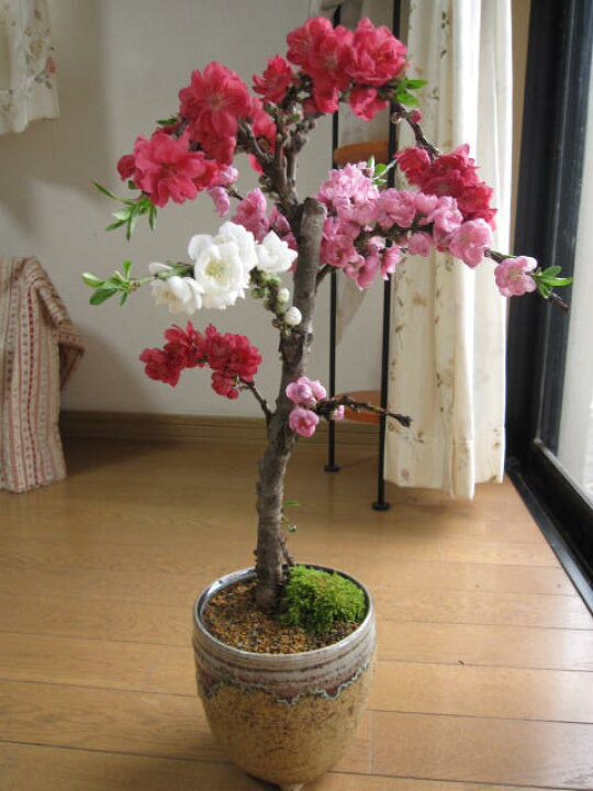 楽天市場 22年4月開花予定お届け日指定ができます しだれモモ桃の木 鉢植え ハナモモ 南京桃しだれ桃 花桃 桃の花2２月年は桃の花見で お祝い桃の木 園芸百貨店何でも揃うこぼんさい