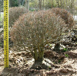 ドウダンツツジ苗 玉仕立満天星躑躅 どっしりタイプドウダンツツジ玉仕立て苗2022年花芽あります