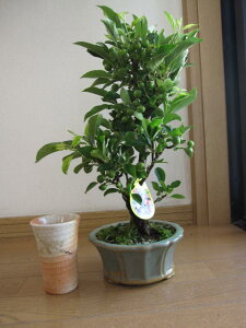 hV̓̃v[gɁ@ãv[gHɂ͐Ԃ񂲂Ɏt̂2024N蕨ɖ~́F P yzS@Ԃ񂲂 @@~͂Ɂ@@͕