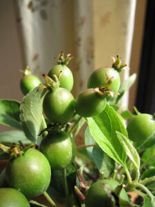 ȃ蕨Ɂ@H̑蕨PS~́F P S@Ԃ񂲂