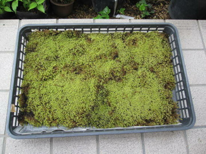 楽天市場】砂こけ1トレー 30×50センチトレー 【苔】 砂苔スナゴケ1 