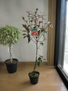 2025N3`4Jԍ̏ y؁z ycoLzт̏