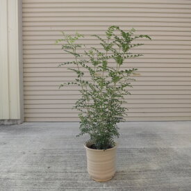 シマトネリコ鉢植え　観葉植物　　人気のある鉢植えです