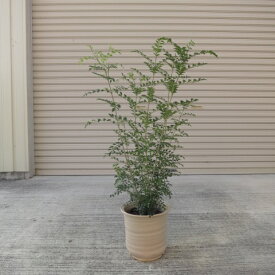 楽天市場 シマトネリコ 鉢植え 花 ガーデン Diy の通販 楽天市場 シマトネリコ 鉢植え 花 ガーデン Diy の通販