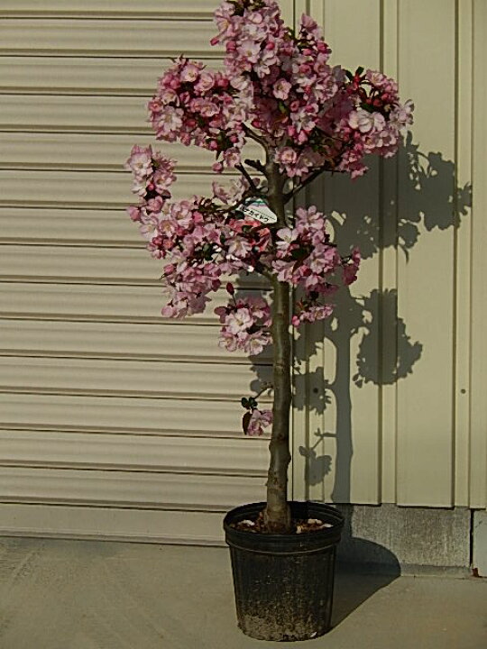 楽天市場】2026年4月から5月にきれいなハナカイドウのお花が楽しめる 