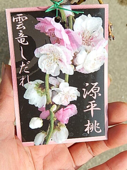 楽天市場 21年雲竜 ハナモモ 源平桃 ゲンペイモモ 枝垂れ桃枝垂れ桃花桃鉢植え 雲竜源平しだれ桃鉢植え 桃 雲竜枝垂れ源平桃 花桃 園芸百貨店何でも揃うこぼんさい