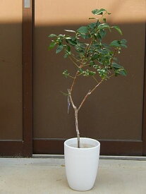 楽天市場 鉢植え 花 室内 種類 植物 ブルーベリー の通販