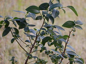 �u���[�x���[�c�y�ʎ��z�u���[�x���[��� �u���[�x���[�`�����h���[