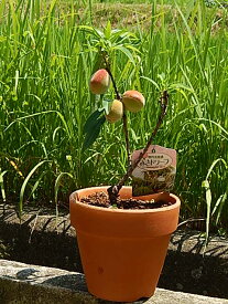 2024年自宅で食べれる桃を育てよう桃鉢植え　みきドワーフ　 【桃鉢植え 】【桃】　家庭果樹食べれる桃を育てよう