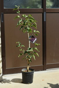 CbNcԐFn@2025N4ԉL t V{c[ ԐFnCbNc