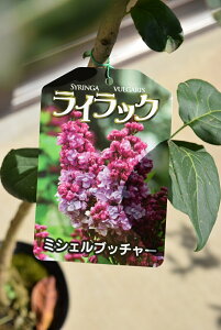 苗 ライラックの人気商品 通販 価格比較 価格 Com