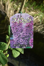 ライラック　苗木　2024年庭木 落葉樹 シンボルツリー 花色紫淡紫桃色の八重咲き芳香の強いライラック苗木　センセーションライラック