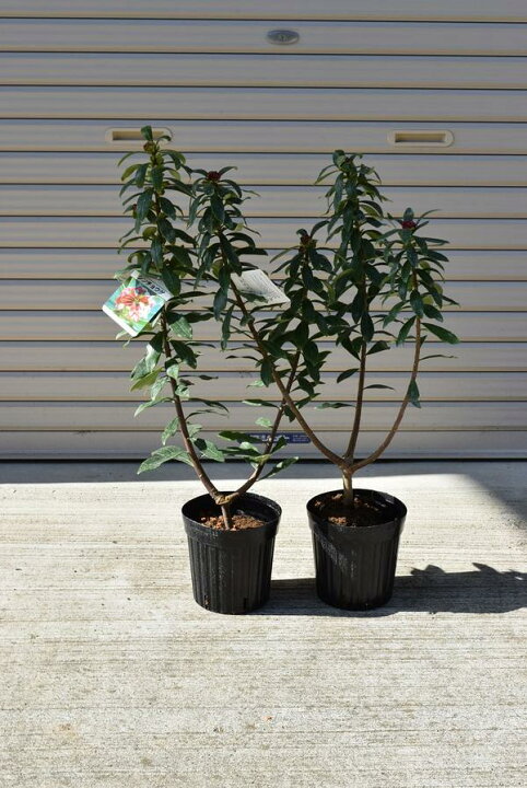 楽天市場 22年3月 4月に開花沈丁花紅白セット2本 苗ジンチョウゲ白沈丁花苗 花の香りがいいかおりがします 開花毎年三月 自然の香水 沈丁花苗木 園芸百貨店何でも揃うこぼんさい